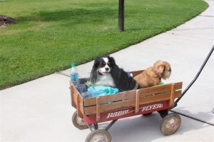 Poncho & Pushkin- Pooped!